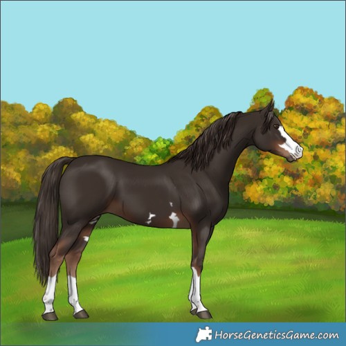 Horse Color:Liver Chestnut 