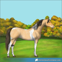 Horse Color:Buckskin Roan Tobiano 