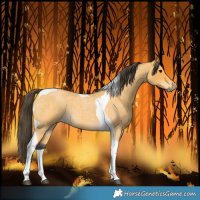 Horse Color:Buckskin Roan Tobiano 