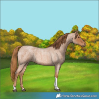 Horse Color:Red Roan Tobiano 