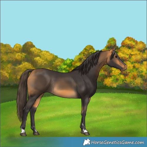 Horse Color:Buckskin Rabicano 