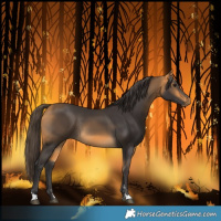 Horse Color:Buckskin Rabicano 