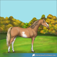 Horse Color:White Spotted Chestnut Splash 