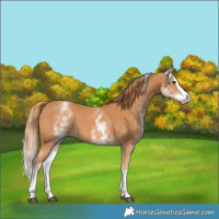 Horse Color:White Spotted Chestnut Splash 
