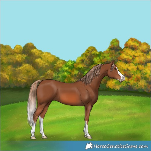Horse Color:Chestnut Splash 