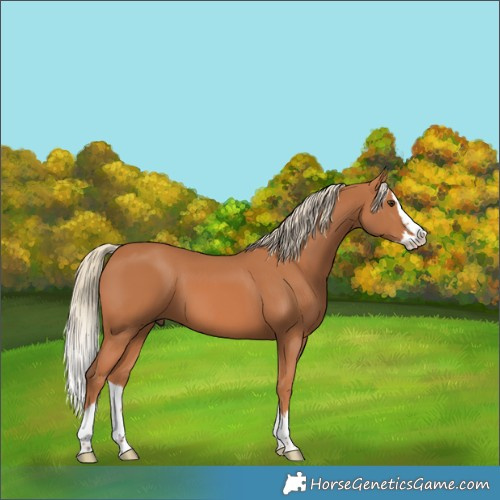 Horse Color:Chestnut Splash