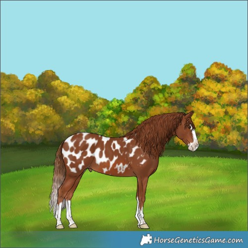 Horse Color:Chestnut Splash Appaloosa