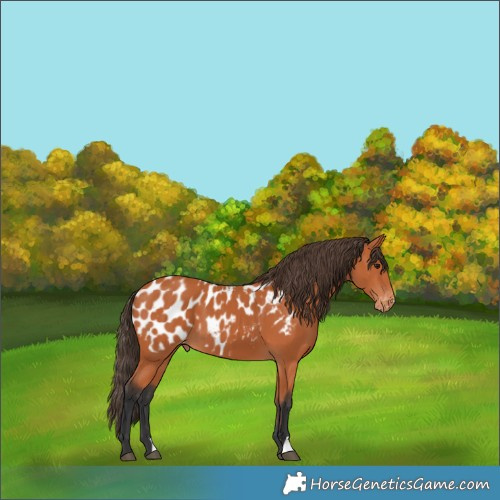 Horse Color:Bay Appaloosa
