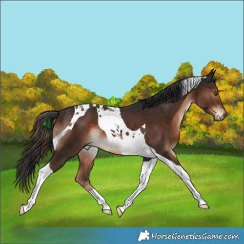 Horse Color:Liver Chestnut Tobiano 