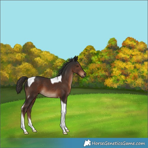 Horse Color:Liver Chestnut Tobiano 