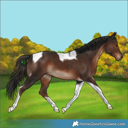 Horse Color:Liver Chestnut Tobiano 