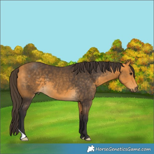 Horse Color:Buckskin 