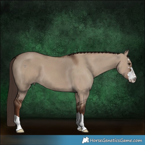 Horse Color:Liver Red Dun