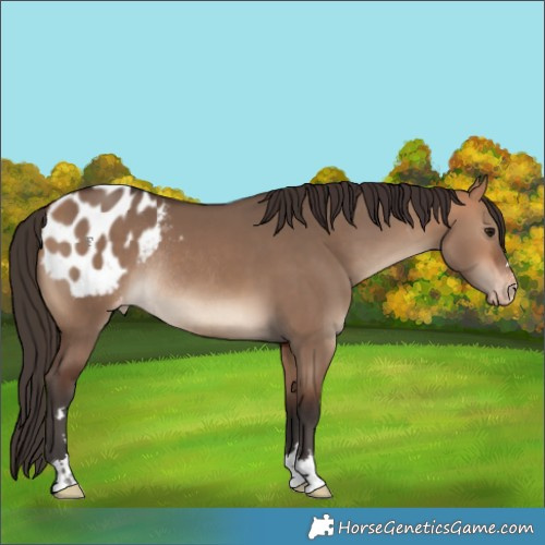 Horse Color:Bay Dun Appaloosa Rabicano 