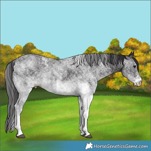 Horse Color:White Spotted Smoky Black 