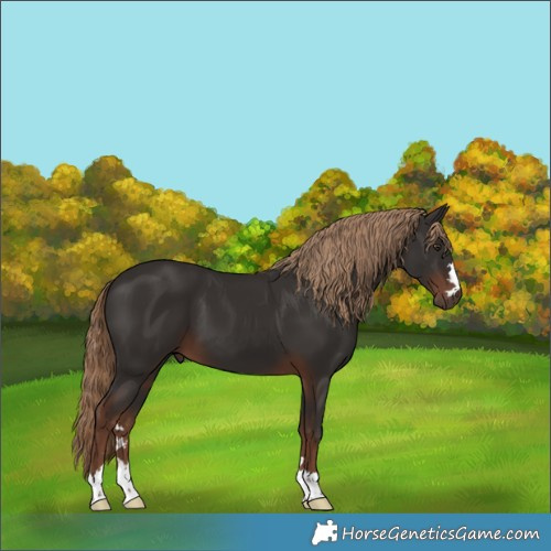 Horse Color:Liver Chestnut