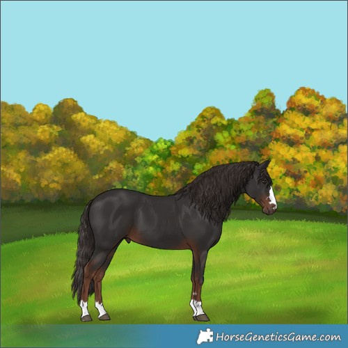 Horse Color:Liver Chestnut 