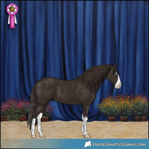 Horse Color:Liver Chestnut Splash