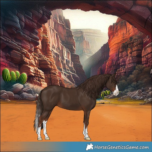 Horse Color:Liver Chestnut Splash 