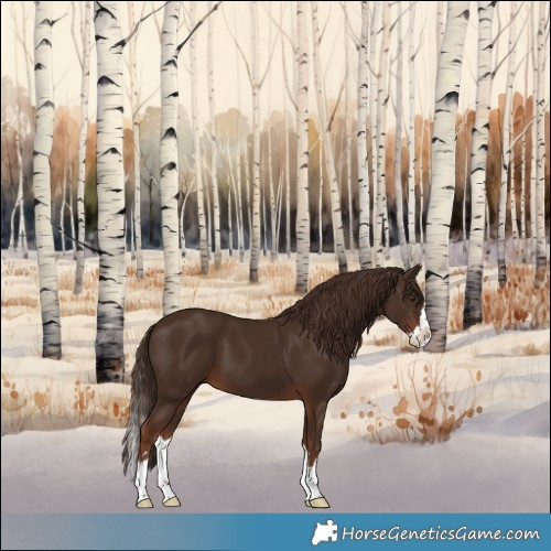 Horse Color:Liver Chestnut Splash