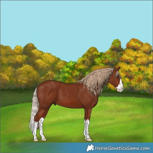 Horse Color:Chestnut Splash