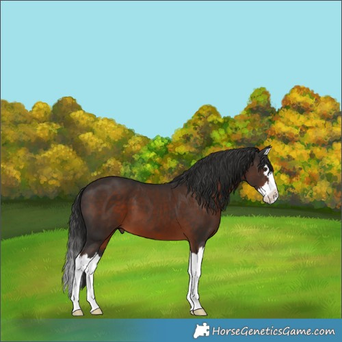Horse Color:Liver Chestnut Splash 