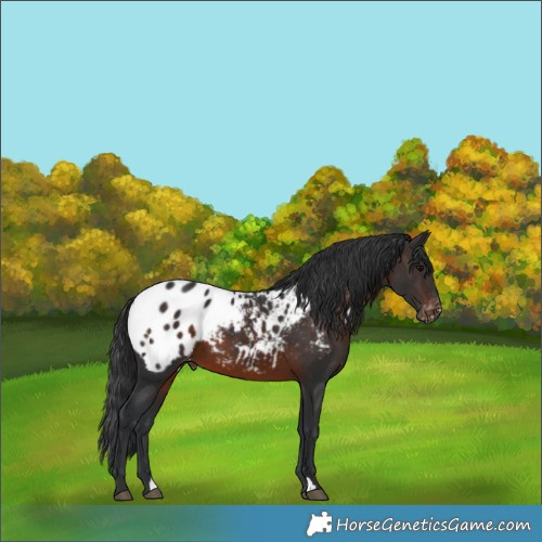 Horse Color:Brown Appaloosa