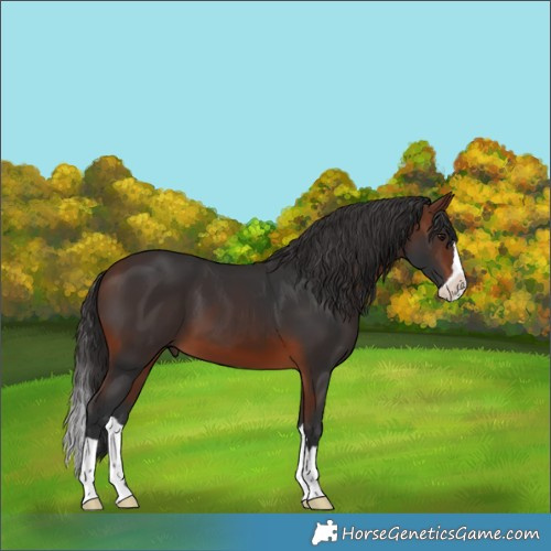 Horse Color:Brown Splash 