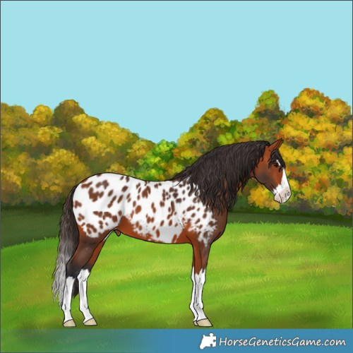 Horse Color:Bay Splash Appaloosa