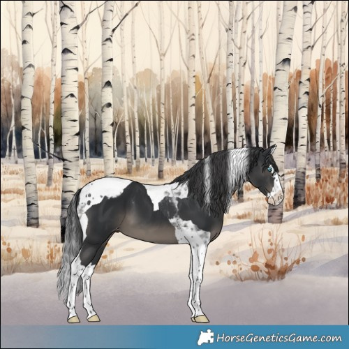 Horse Color:Black Splash Tobiano Appaloosa 