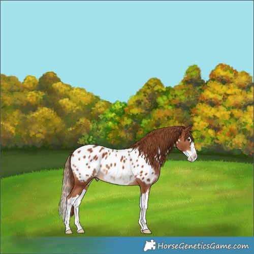 Horse Color:Chestnut Splash Appaloosa Rabicano 