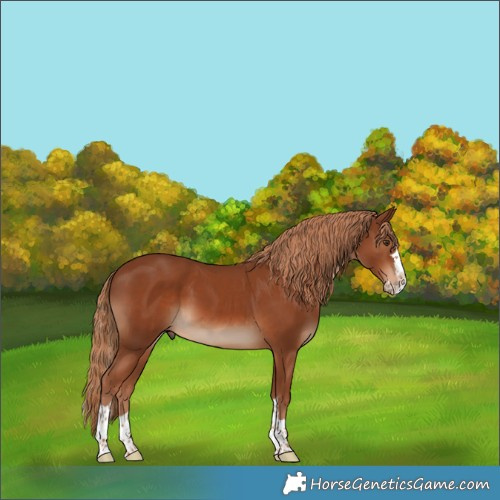 Horse Color:Chestnut Splash Rabicano 