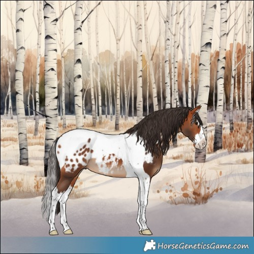 Horse Color:Bay Splash Tobiano Appaloosa 