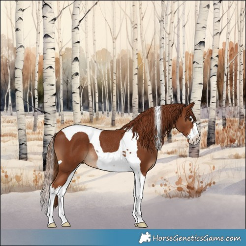 Horse Color:Chestnut Splash Tobiano Rabicano