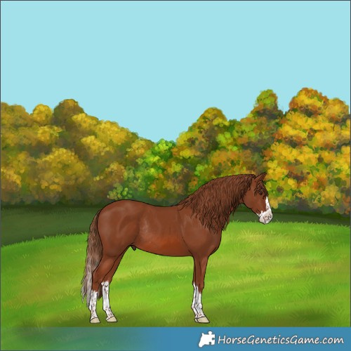 Horse Color:Chestnut Splash Rabicano