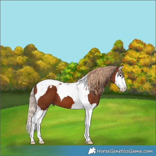 Horse Color:Chestnut Splash Tobiano Appaloosa