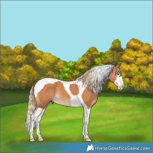 Horse Color:Chestnut Splash Tobiano Rabicano