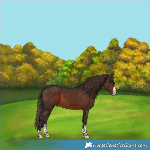 Horse Color:Liver Chestnut 