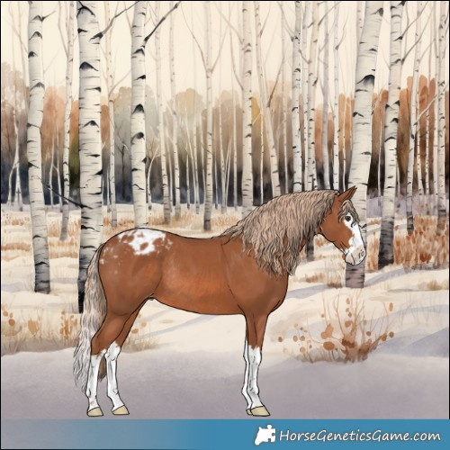 Horse Color:Chestnut Splash Appaloosa Rabicano 