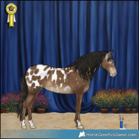 Horse Color:Gray Classic Champagne Appaloosa 