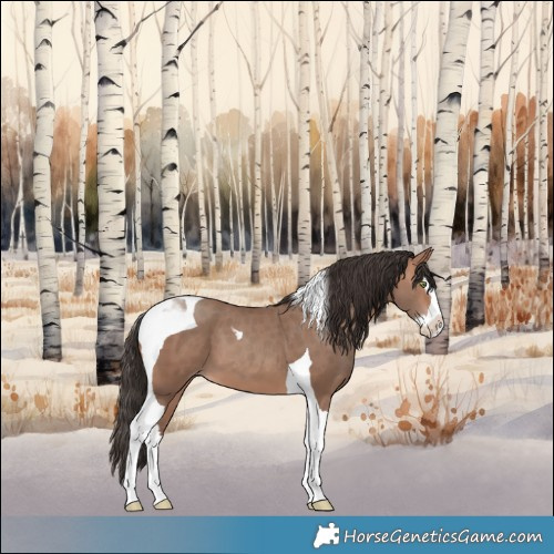 Horse Color:Sable Champagne Splash Tobiano 