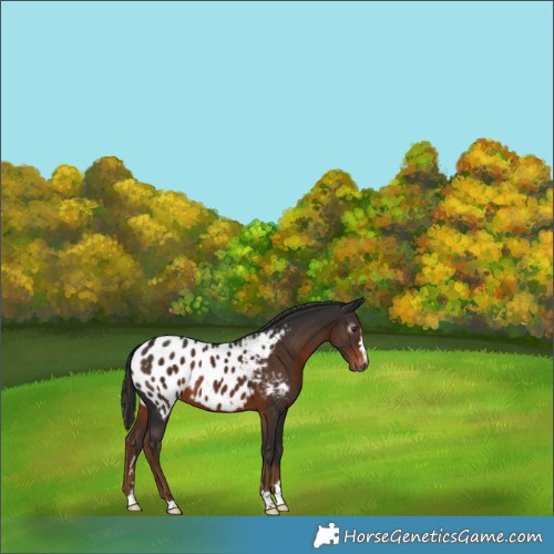 Horse Color:Gray Liver Chestnut Appaloosa 