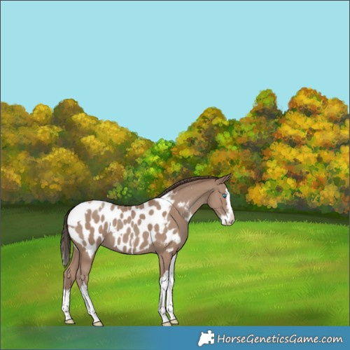 Horse Color:Classic Champagne Splash Tobiano Appaloosa 