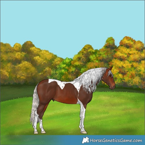 Horse Color:Silver Brown Tobiano