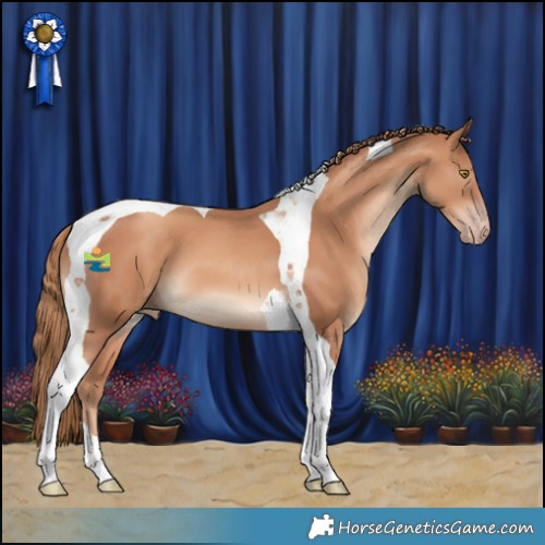 Horse Color:Gold Champagne Tobiano 