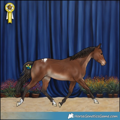 Horse Color:Brown Appaloosa 