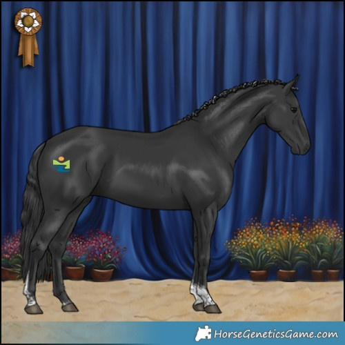 Horse Color:Black Tobiano