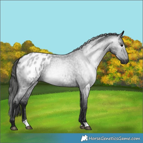 Horse Color:Gray Blue Roan Appaloosa 