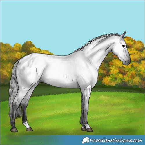 Horse Color:Gray Blue Roan Blanket
