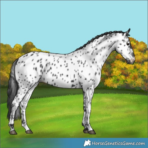 Horse Color:Black Near Leopard 
